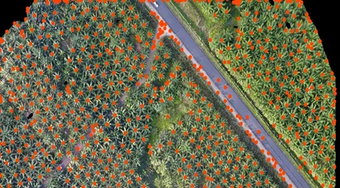 tree detection overlay 478x264